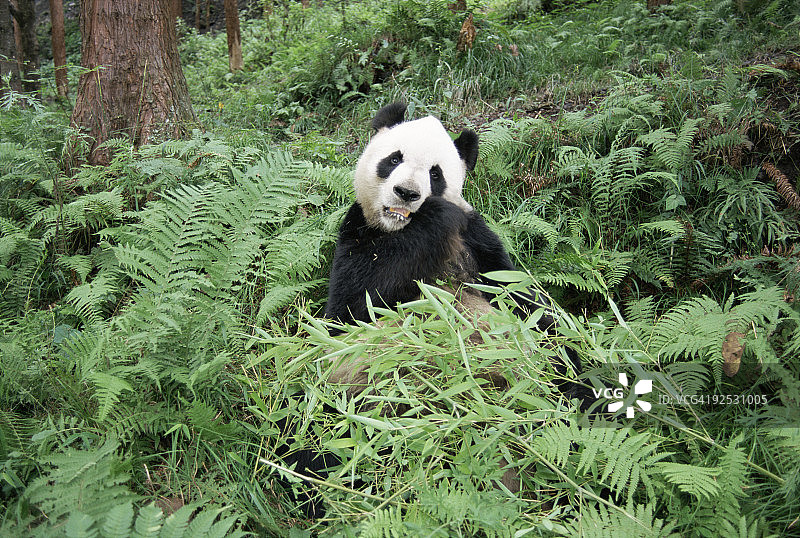 大熊猫啃食竹子图片素材