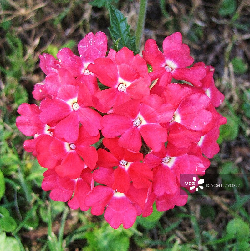 心形花瓣的心形花朵图片素材