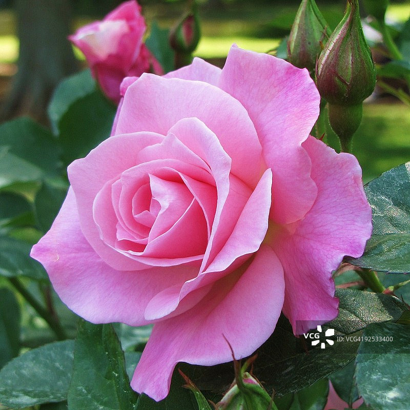 完美粉红玫瑰图片素材