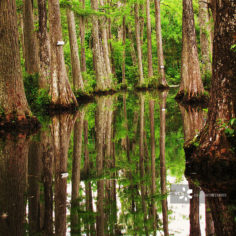 柏树倒影图片素材