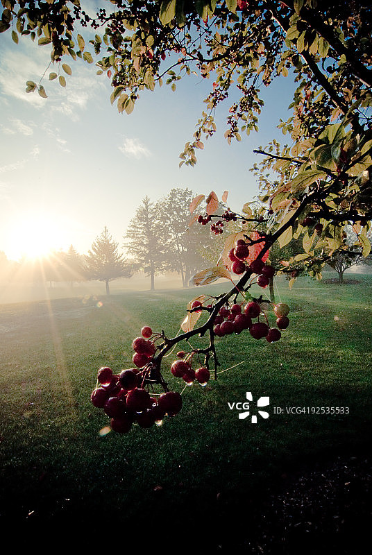 樱花树图片素材