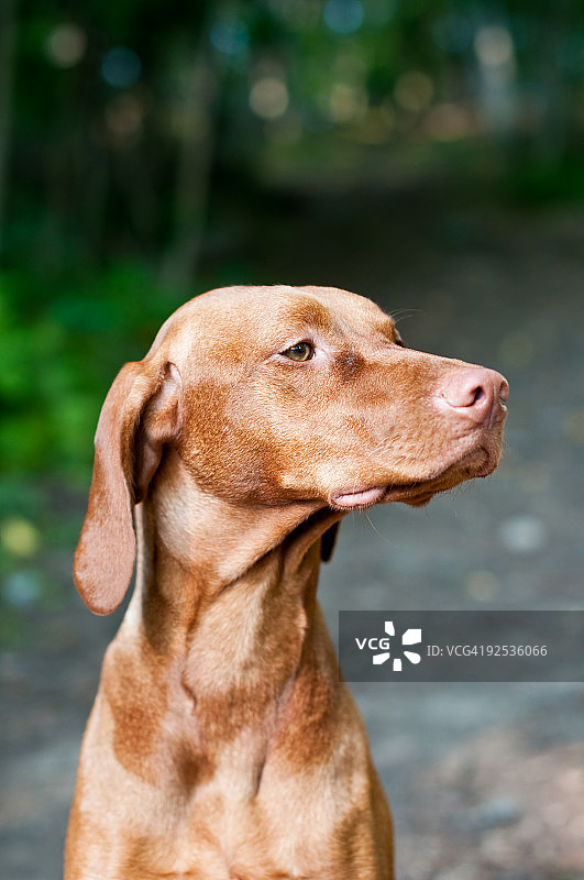 匈牙利维兹拉犬肖像图片素材