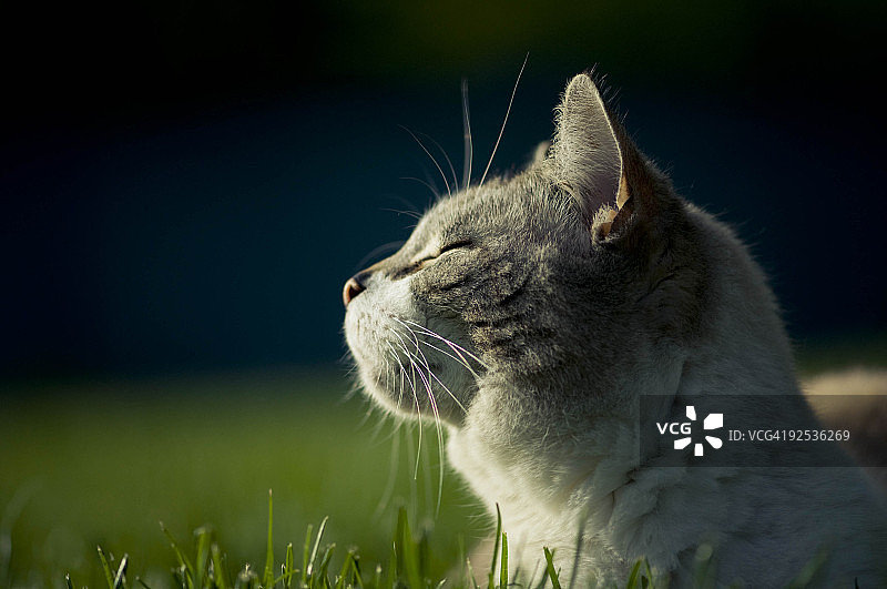 猫科动物的冥想图片素材