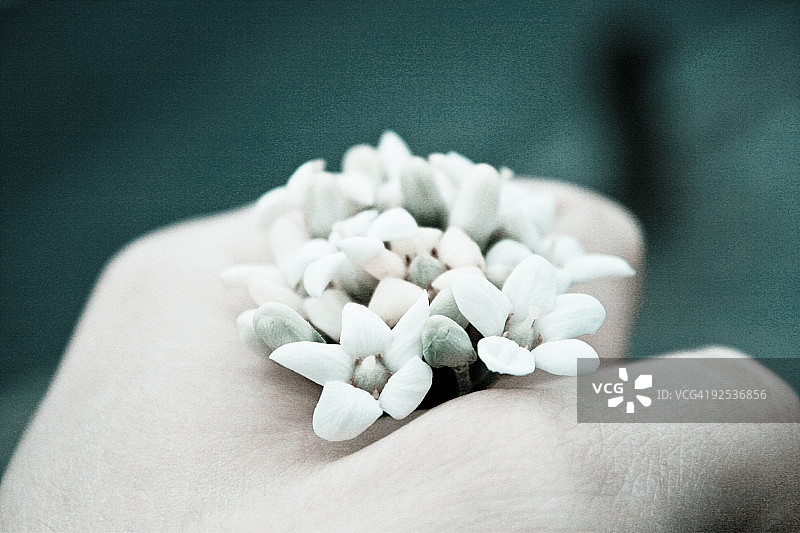 手持鲜花，特写图片素材