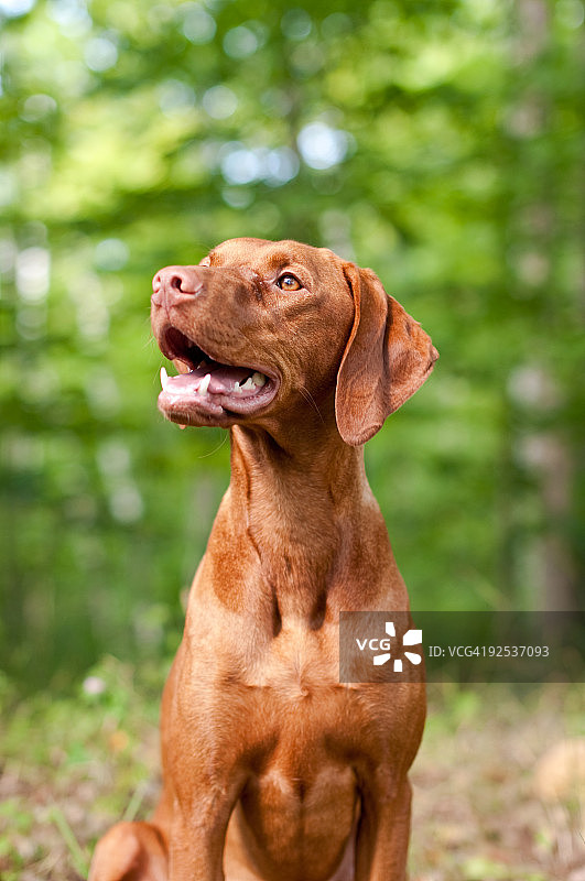 微笑的维兹拉犬肖像图片素材