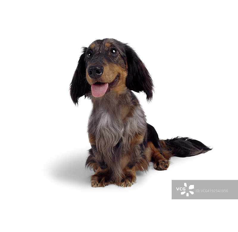 坐着微笑的长毛腊肠犬图片素材