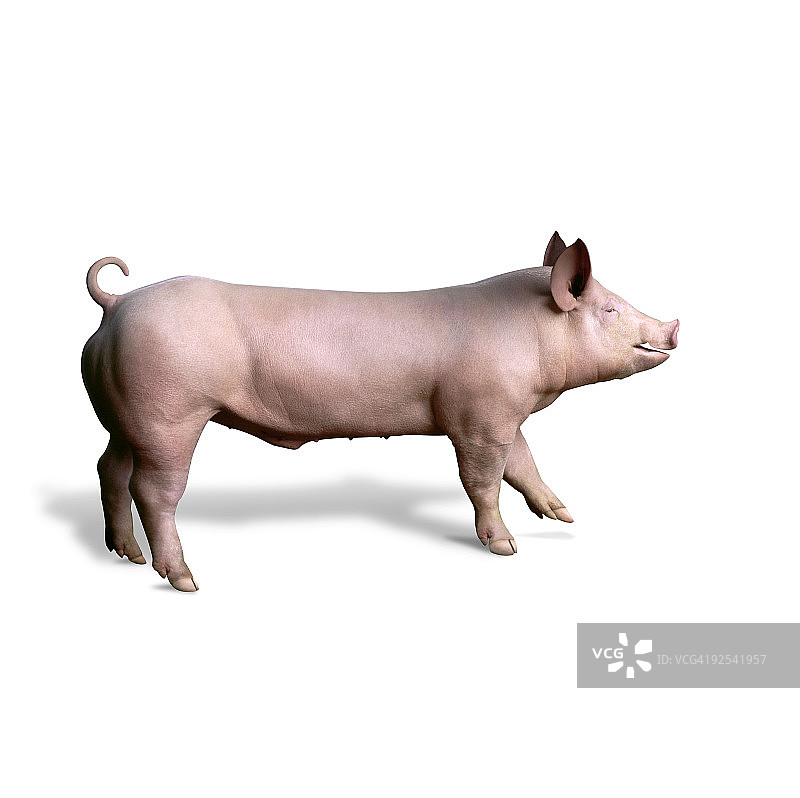 白色背景下的约克郡猪侧面照图片素材
