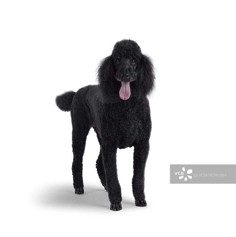 吐着舌头的大型黑色贵宾犬图片素材