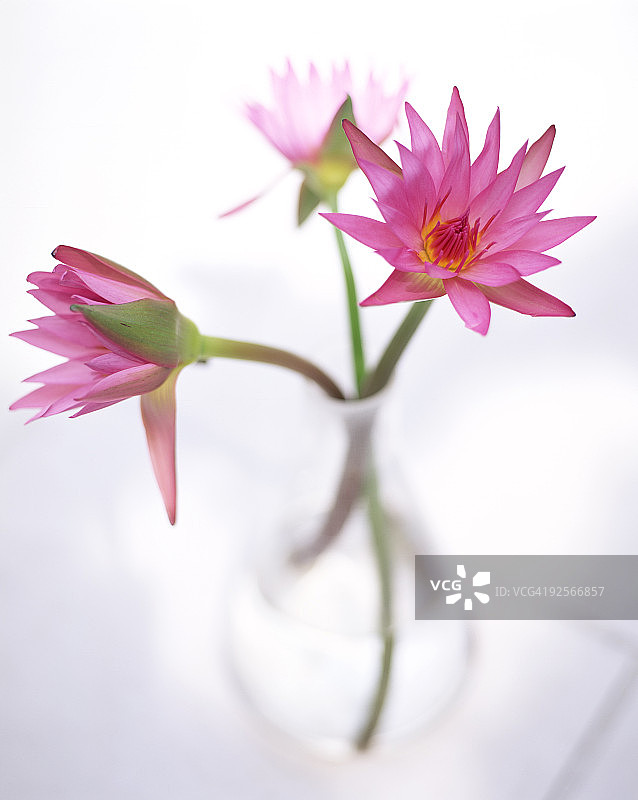 花瓶中盛开的睡莲图片素材