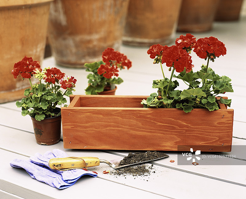 花箱里的花朵图片素材