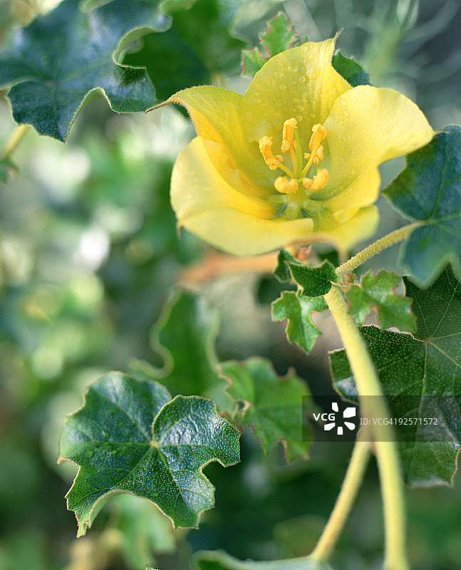 葡萄花图片素材
