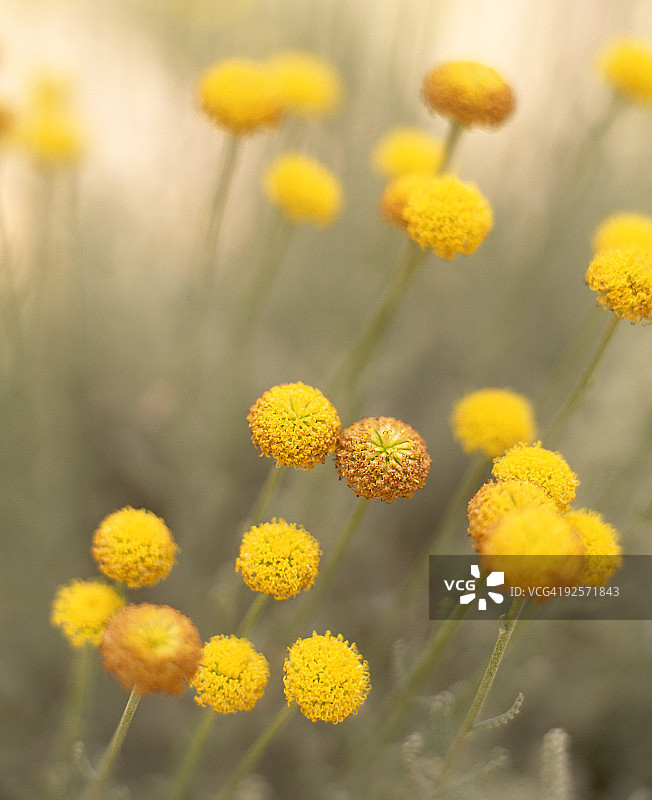黄色薰衣草棉花朵图片素材