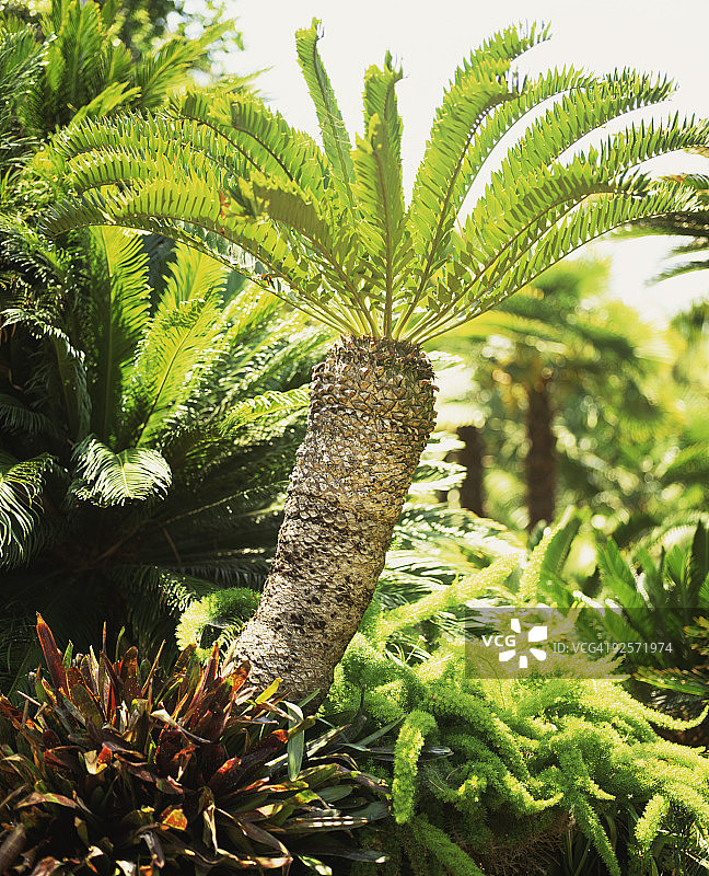 苏铁树图片素材