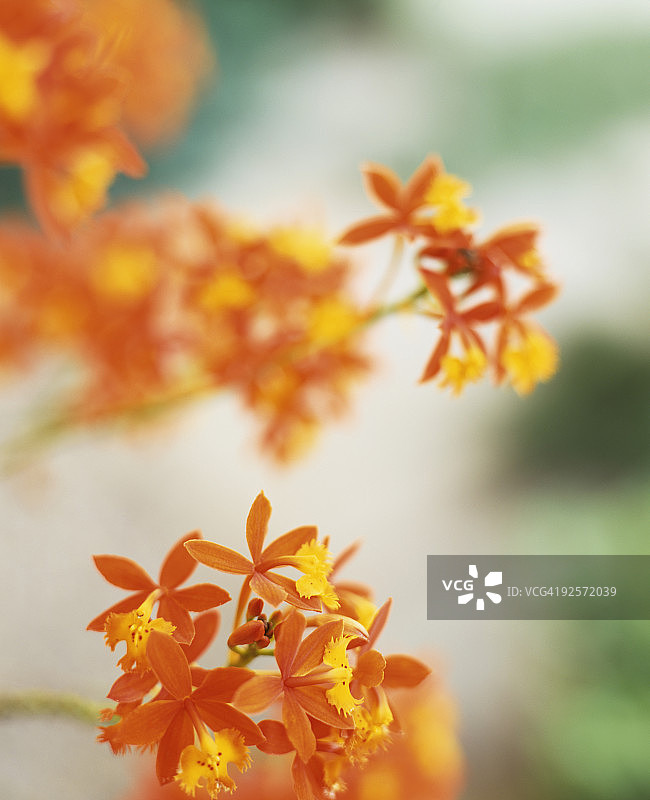 橙色兰花图片素材