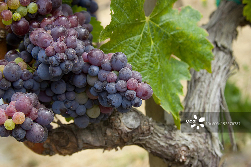 小道消息图片素材