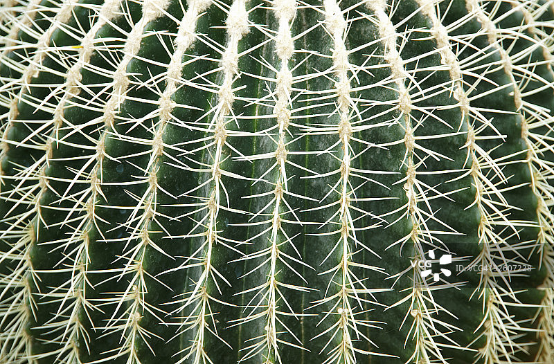 桶形仙人掌（Echinocactus sp.）图片素材