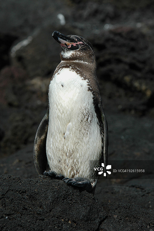 加拉帕戈斯企鹅图片素材
