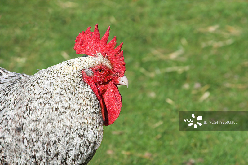 小公鸡图片素材