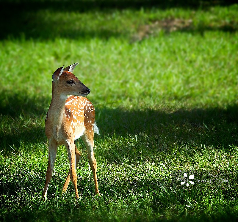 圈养的白尾鹿幼鹿图片素材