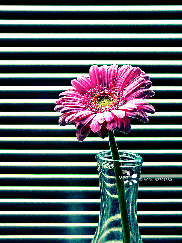 粉红色的非洲菊图片素材