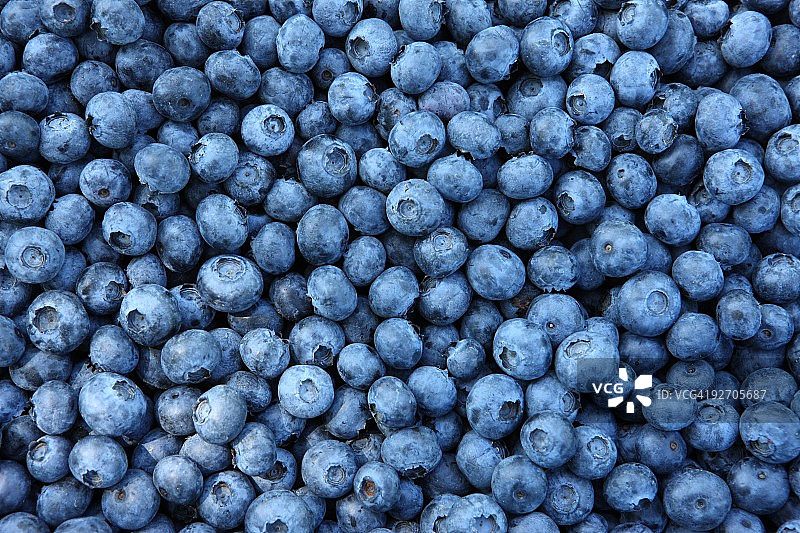 蓝莓图片素材