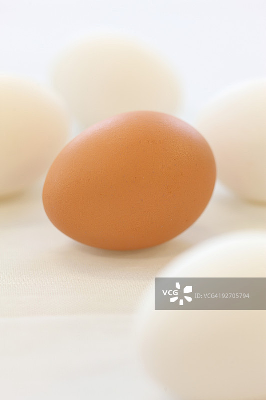 白色和棕色鸡蛋图片素材