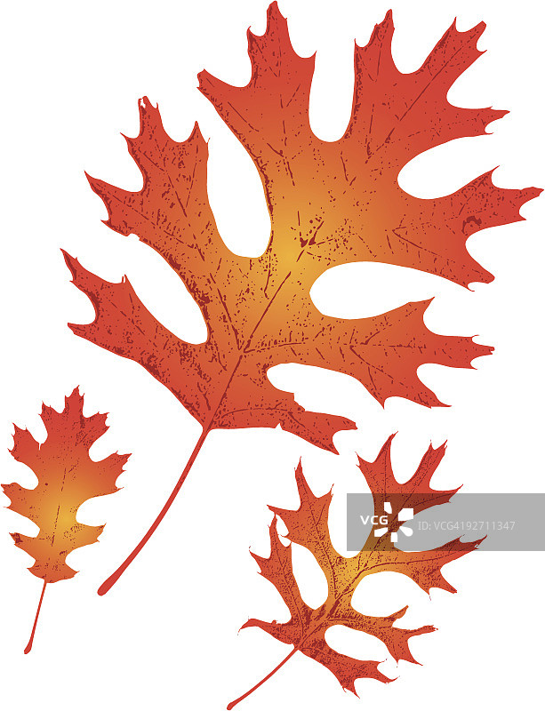 橡树叶图片素材