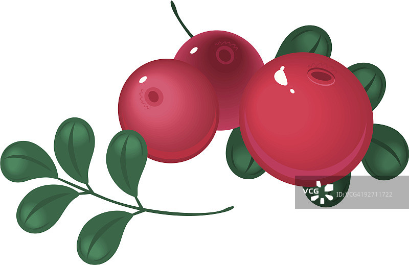 蔓越莓图片素材