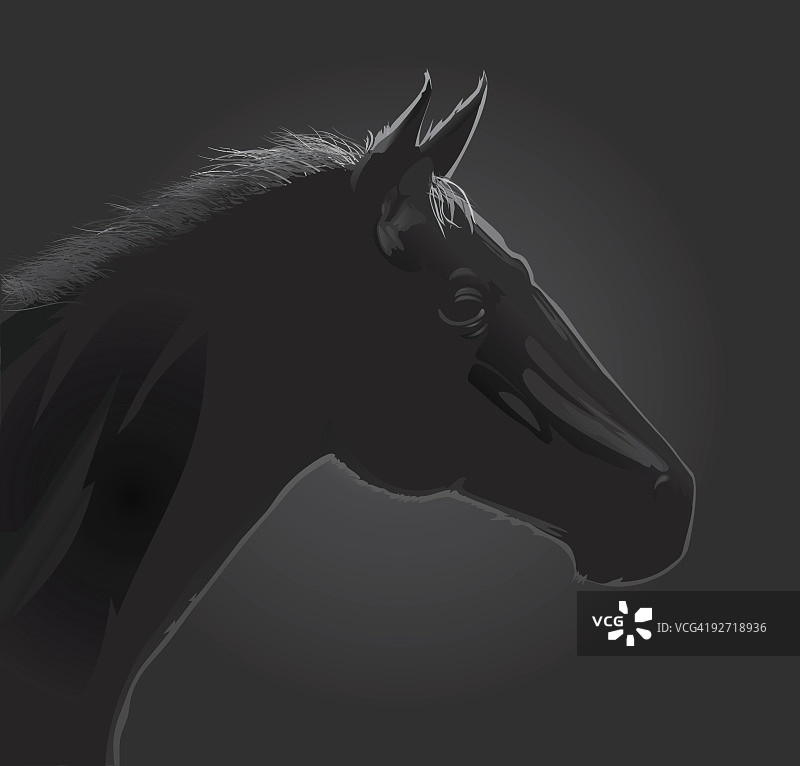 阿拉伯黑色种马图片素材