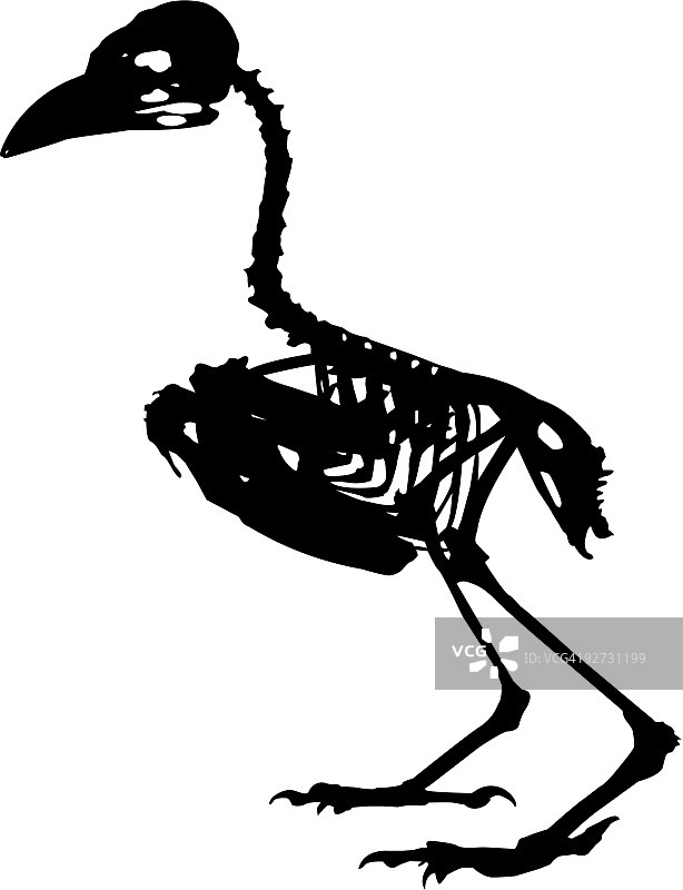 鸟类骨骼图片素材