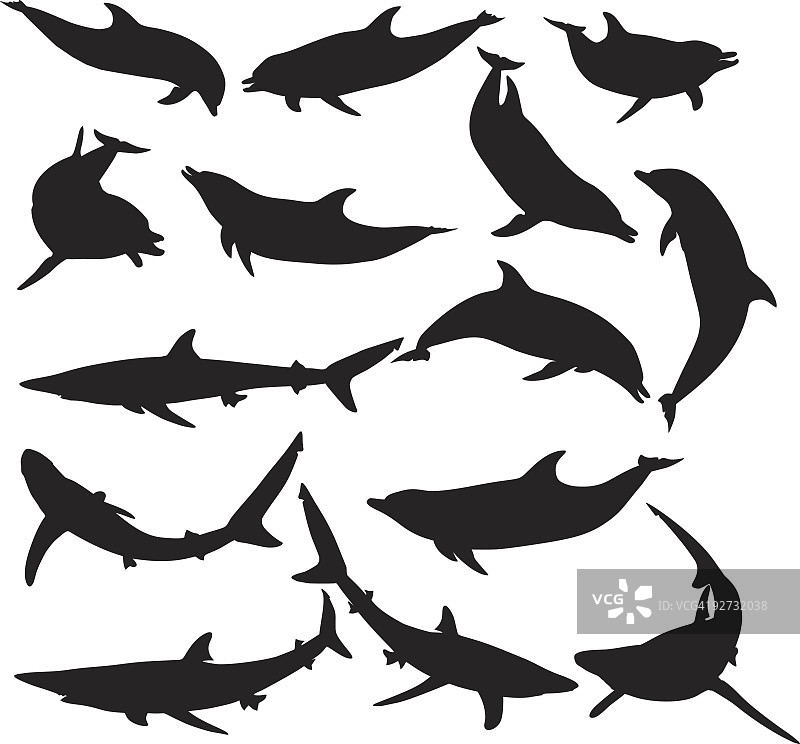 海豚与鲨鱼剪影图片素材