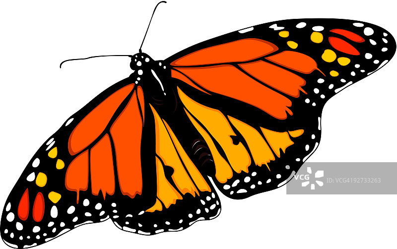 黑脉金斑蝶图片素材