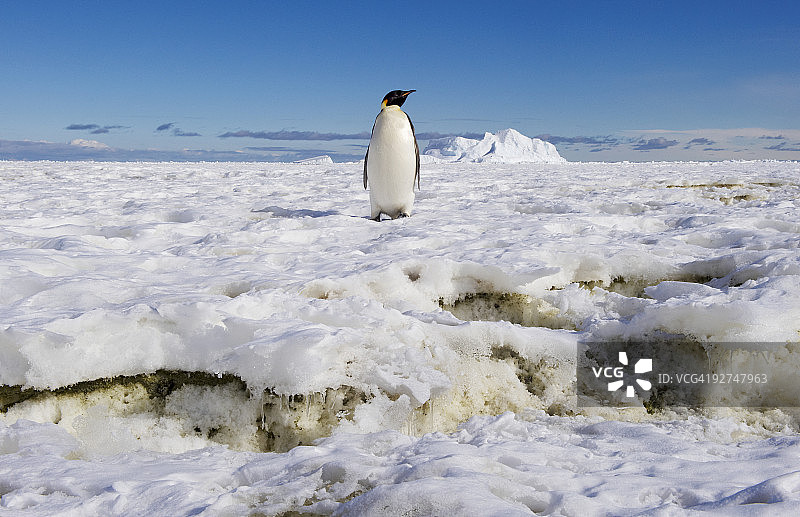 帝企鹅图片素材