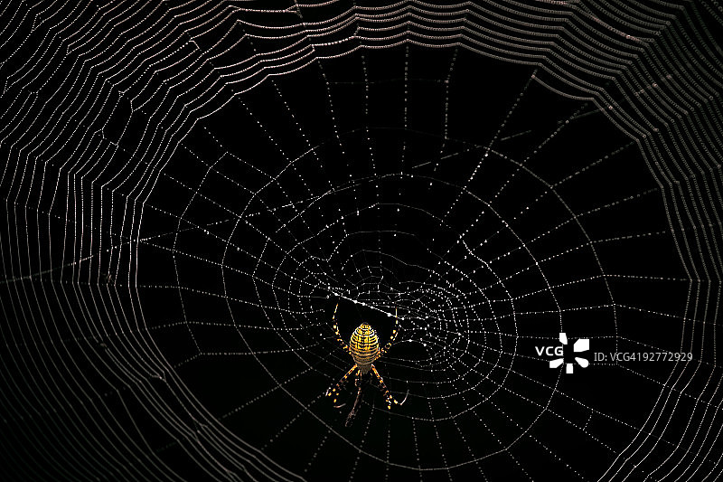 蜘蛛网图片素材