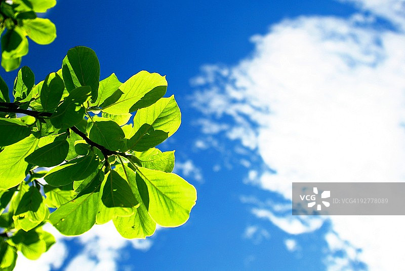 夏日的天空图片素材