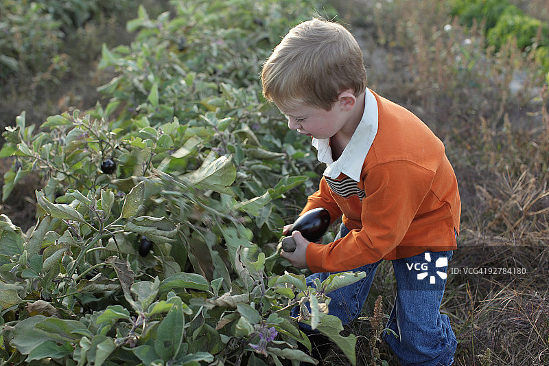 采摘茄子的男孩图片素材