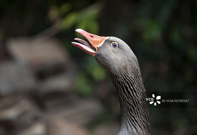 受惊的鹅发出叫声图片素材