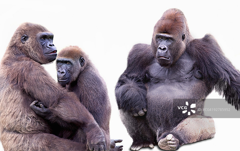 大猩猩一家图片素材