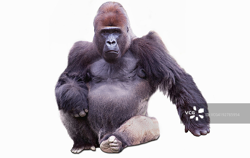 自信的雄性大猩猩图片素材