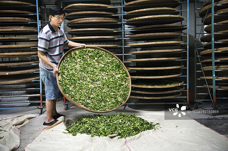 一名男子倾倒大托盘中的茶叶图片素材