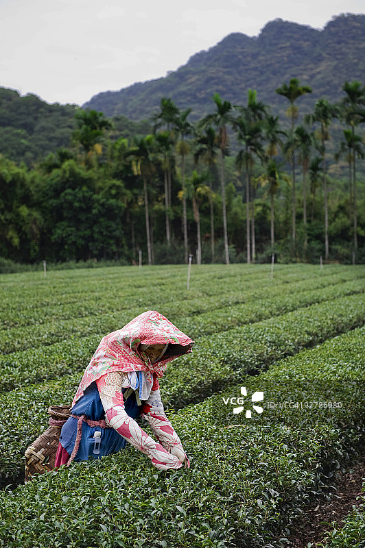 采摘有机绿茶叶的女人图片素材