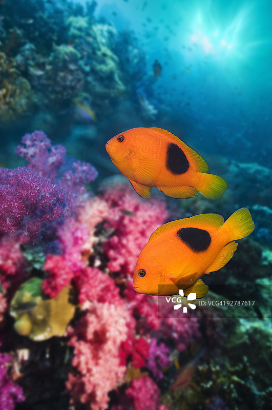 小丑鱼图片素材