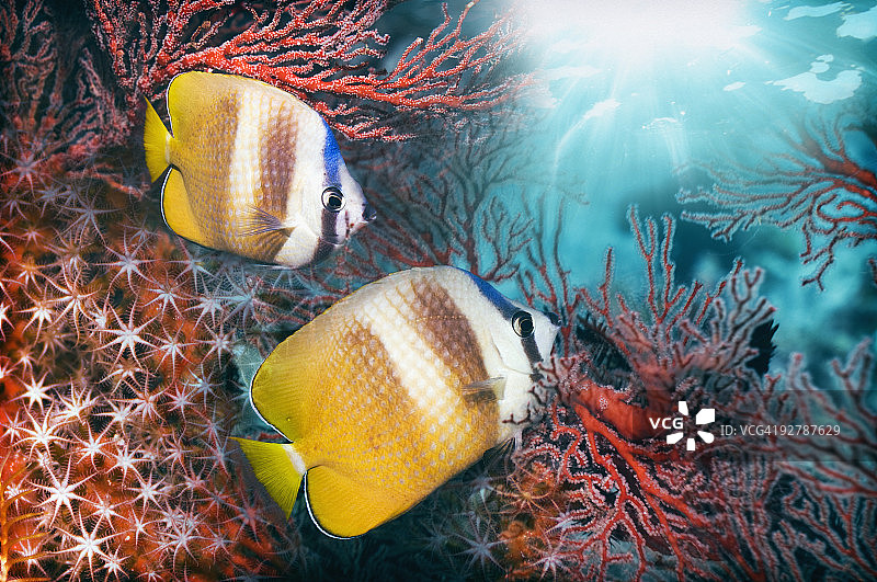 蝴蝶鱼图片素材