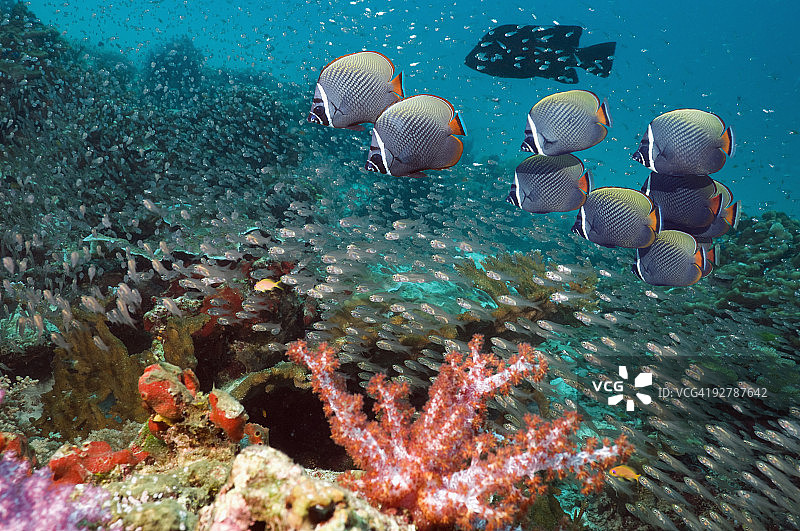 珊瑚礁风光图片素材