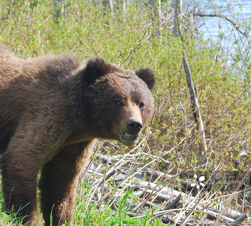熊河上的野生灰熊图片素材