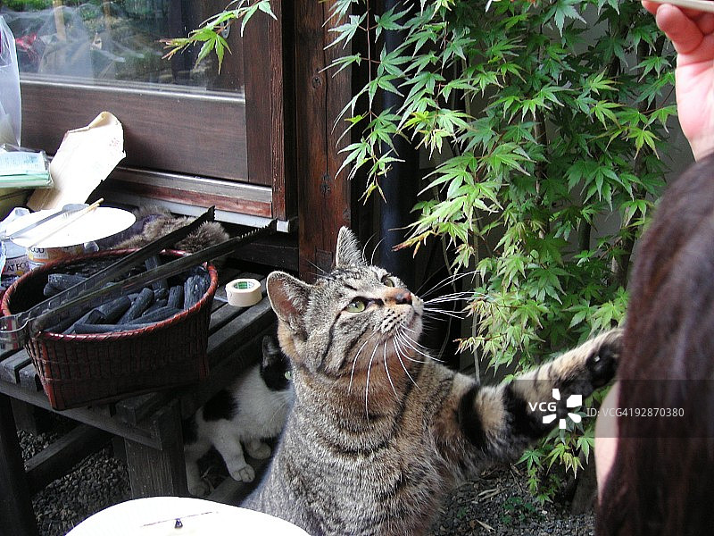 猫咪用筷子够食物图片素材