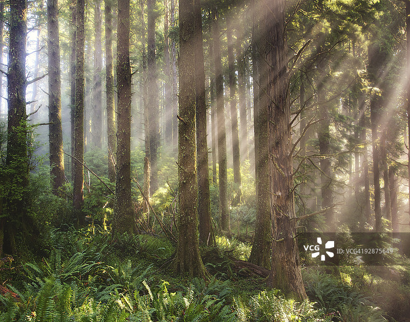 俄勒冈州卡斯卡德海岬保护区的光芒图片素材