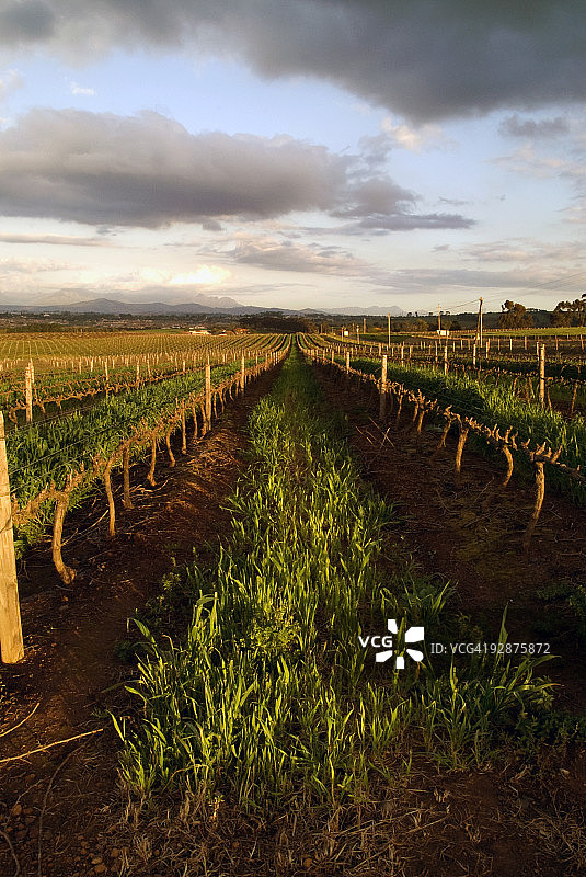 多云天空下的葡萄园图片素材