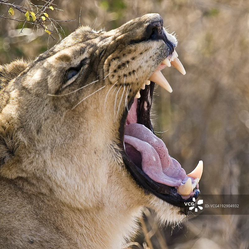 非洲雌狮图片素材