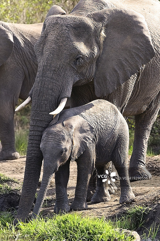 非洲象图片素材